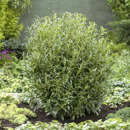 Lovorikovec Sofia PBR, С3 slika 1 članek 8570