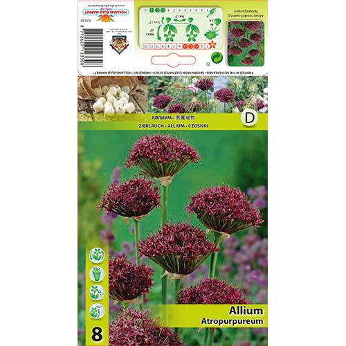 Okrasni luk (Allium) Atropurpureum slika 1 članek 68053