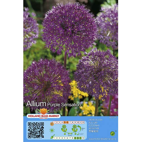 Okrasni luk (Allium) Purple Sensation slika 1 članek 67301