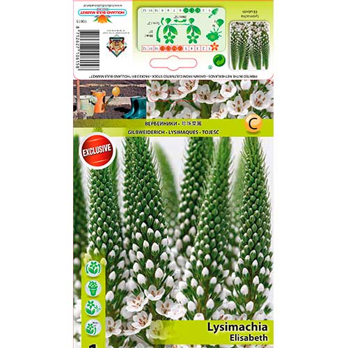 Lysemachia Elisabeth slika 1 članek 70441