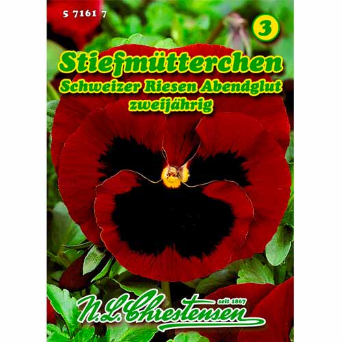 Mačeha Abendglut slika 1 članek 50037