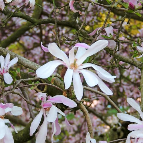 Magnolia Leonard Messel, С2 slika 1 članek 7788