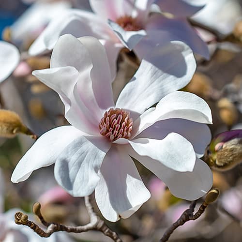 Magnolia Merrill, С2 slika 1 članek 7789