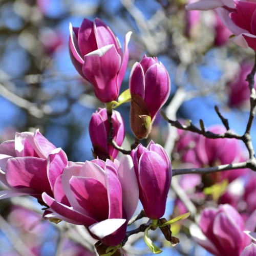 Magnolija Cameo PBR, С5 slika 1 članek 8556