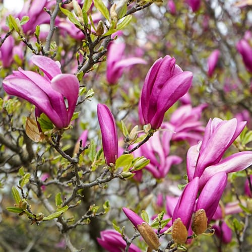 Magnolija George Henry Kern, P9 slika 1 članek 4464