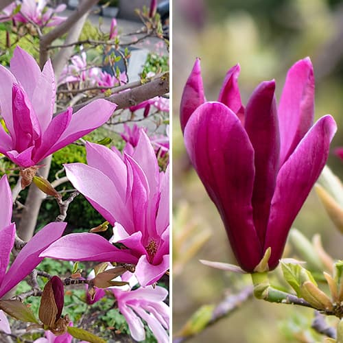Magnolija komplet 2 sadiki slika 1 članek 5870