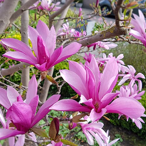 Magnolija Susan, C2 slika 1 članek 9075