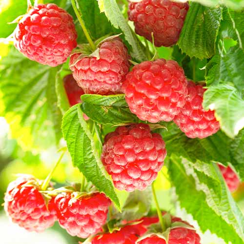 Malina Autumn First slika 1 članek 5836