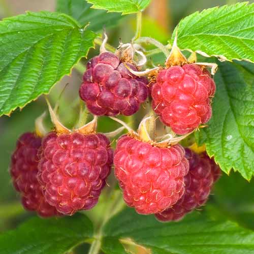 Malina Brandywine slika 1 članek 5837