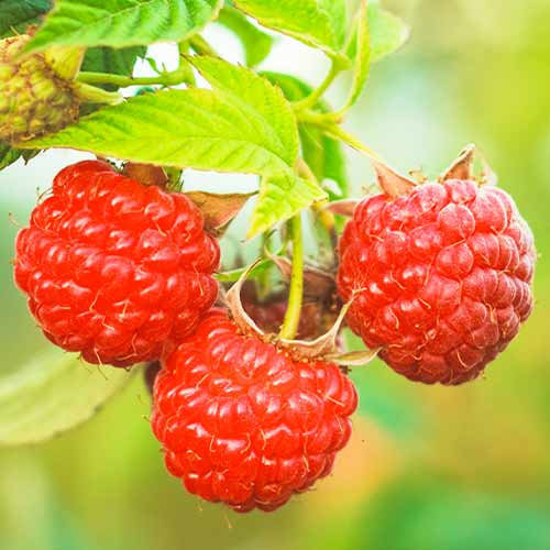 Malina Dorman Red slika 1 članek 5838