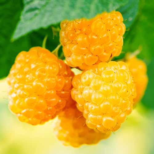 Malina Golden Everest, Р9 slika 1 članek 5840