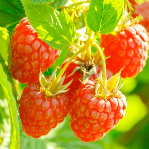 Malina Heritage Red, Р9 slika 1 članek 7616