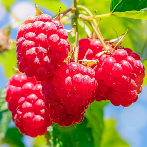 Malina Malling Promise slika 1 članek 5841