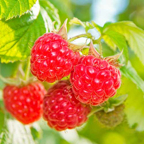 Malina Schonemann Red slika 1 članek 5842