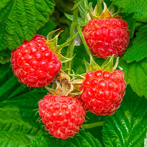 Malina Willamette slika 1 članek 7617