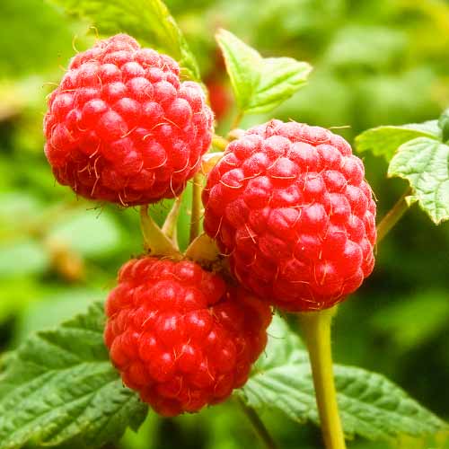 Remontantna malina Zewa, P9 slika 1 članek 1591