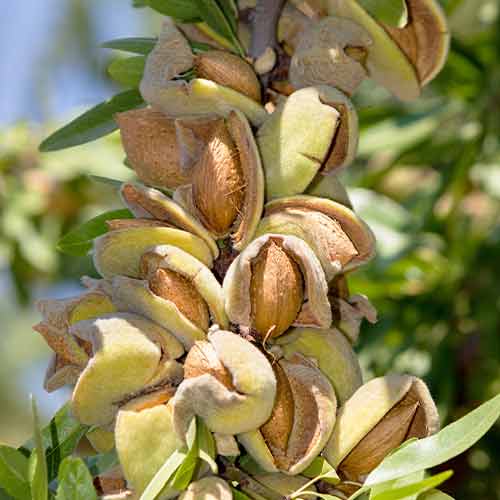 Mandelj (stebričast) Avijor slika 1 članek 2001