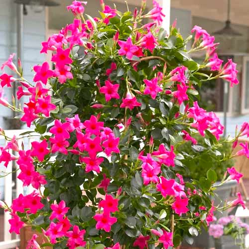 Mandevilla Pink slika 1 članek 77813
