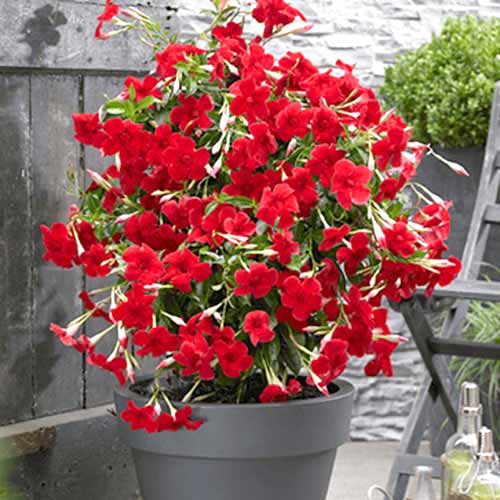 Mandevilla Red slika 1 članek 77814