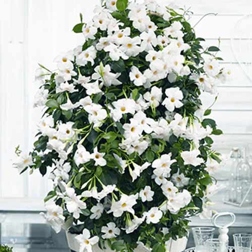 Mandevilla White slika 1 članek 77812
