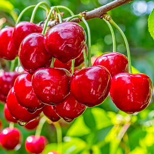 Češnja Elegant Joy, С2 slika 1 članek 1628