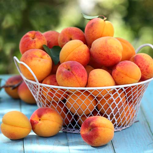 Marelica Perla, С2 slika 1 članek 7953