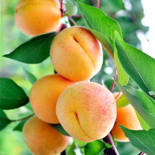 Marelica (stebričasta) Anubis slika 1 članek 2007