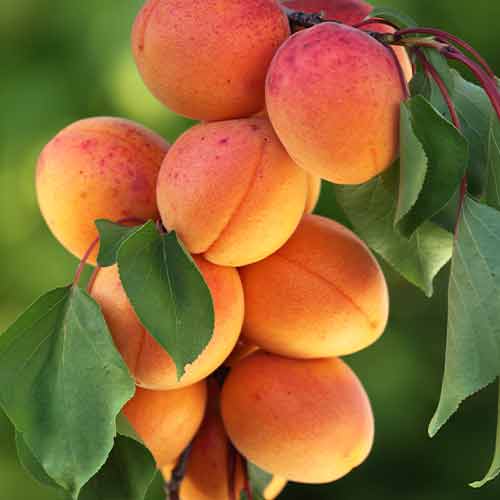 Marelica (stebričasta) Diamond slika 1 članek 2008