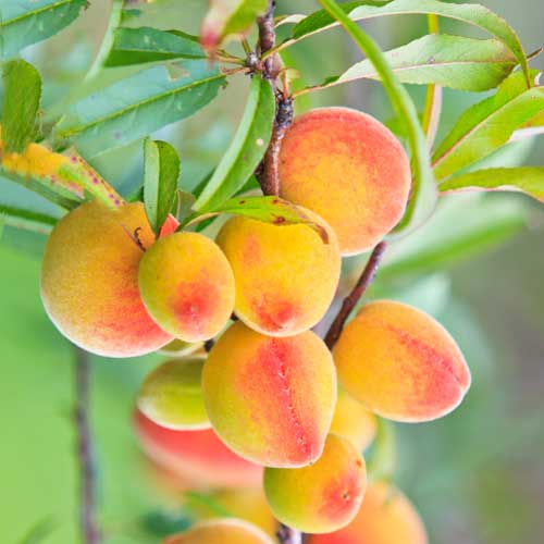 Marelica (stebričasta) Perla slika 1 članek 2009