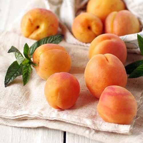 Marelica Tahiti slika 1 članek 4858