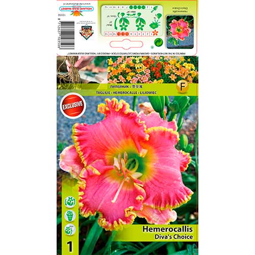 Maslenica (Hemerocallis) Diva's Choice slika 1 članek 76268