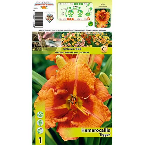Maslenica (Hemerocallis) Tigger slika 1 članek 70413