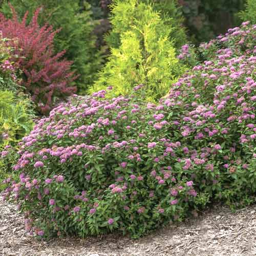 Medvejka Double Play Artist ®, С3 slika 1 članek 8581