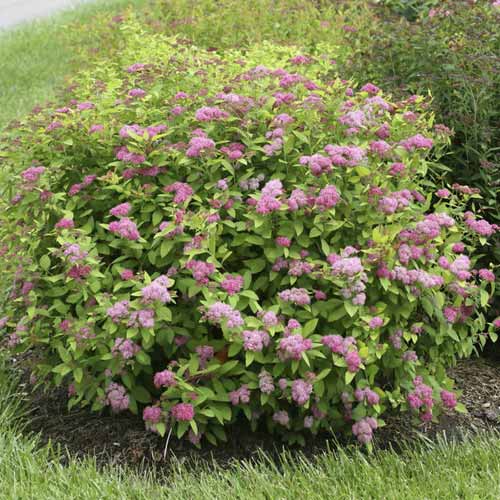 Medvejka Double Play Big Bang ®, С3 slika 1 članek 8582