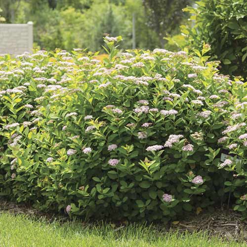 Medvejka Pink Sparkler PBR, С3 slika 1 članek 8579