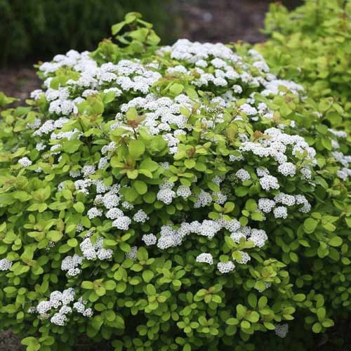 Medvejka Tor Gold PBR, С2 slika 1 članek 8580