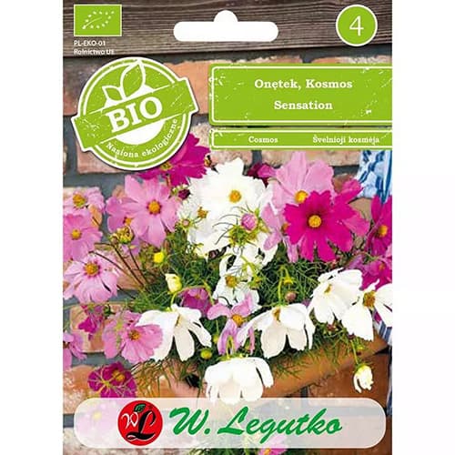 Metulj kozmeja, večbarvna mešanica slika 1 članek 87085