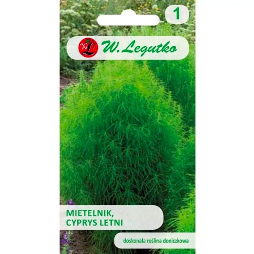 Mietelnik (Poletna čempresa) slika 1 članek 78580