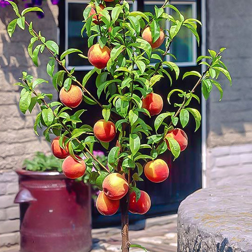 mini Breskev HoneyRed®, C2 slika 1 članek 1648