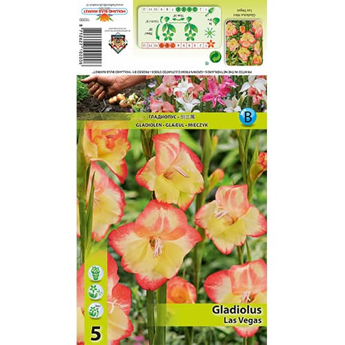 Mini gladiola Las Vegas slika 1 članek 77825