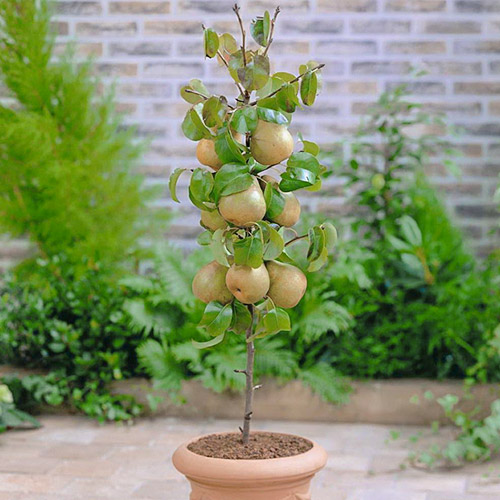 mini Hruška GardenPearl®, C2 slika 1 članek 1646
