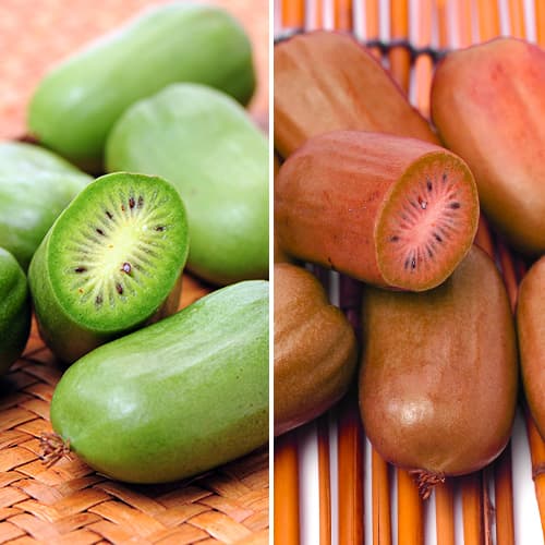 Mini kivi Duo komplet 2 sadik slika 1 članek 9337