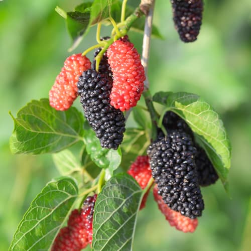 Murva Full Seasons, С2 slika 1 članek 5452