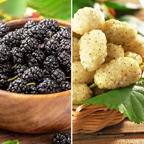 Murva Komplet 2 sadiki slika 1 članek 5861