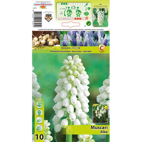 Hrušica (Muscari) Alba slika 1 članek 70277