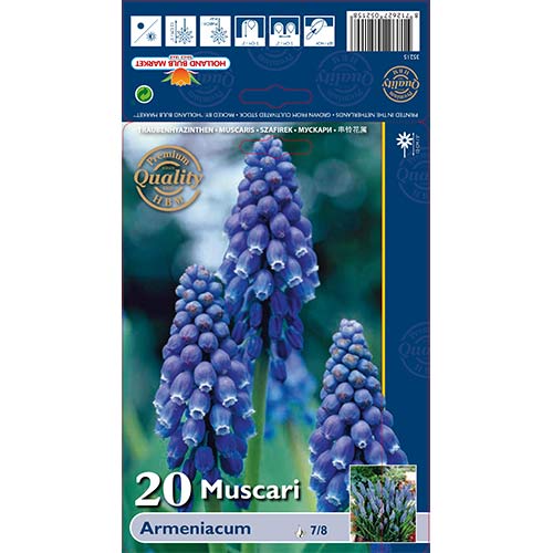 Armenska hrušica (Muscari armeniacum) slika 1 članek 67637