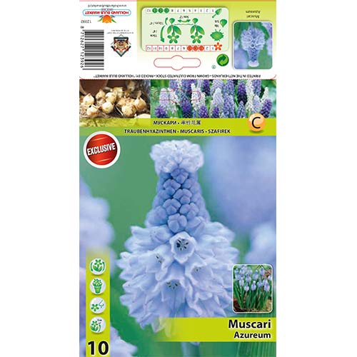 Hrušica (Muscari) Azureum slika 1 članek 67635