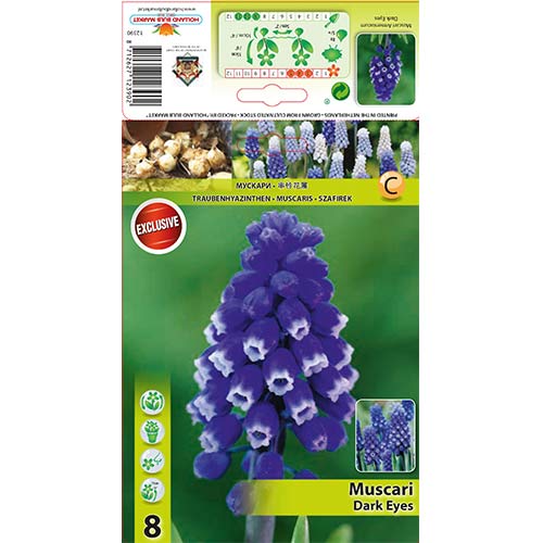 Hrušica (Muscari) Dark Ice slika 1 članek 67401
