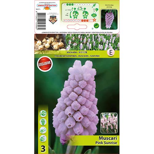 Hrušica (Muscari) Pink Sunrise slika 1 članek 67406