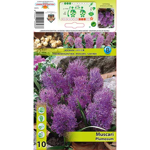 Hrušica (Muscari) Plumosum slika 1 članek 70278